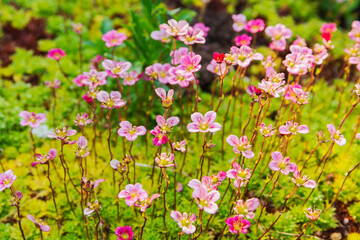 Pink flowers of perennial plant saxifrage. Saxifrage blooms in the garden in summer