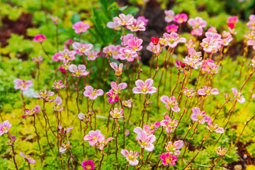 Obraz premium Pink flowers of perennial plant saxifrage. Saxifrage blooms in the garden in summer