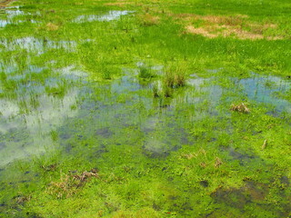 初夏の青空を映す湿地風景