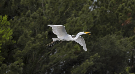 Great Egret flying past a tropical woodland.