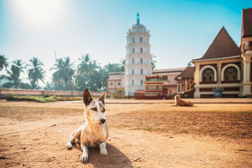 Kavlem, Phonda, Goa, India. Dog Resting Near Shree Shantadurga Mandir, Kavlem Temple. Famous...