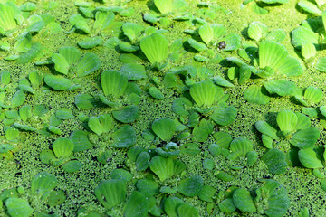 water hyacinth or aquatic plants covering the surface of the pond water