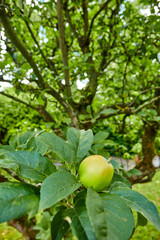 organic fresh apples hanging in apple tree