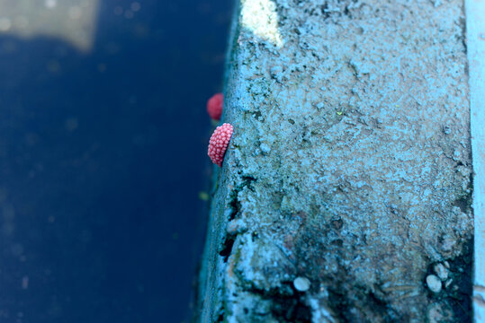 Snail eggs stuck to the pool wall