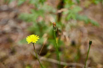 small yellow flower growing in a forest