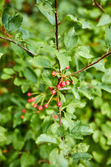 berries growing from a tree in a garden