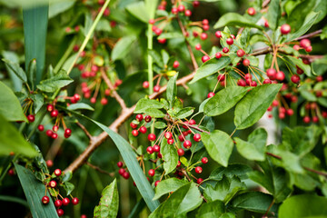 berries growing from a tree in a garden