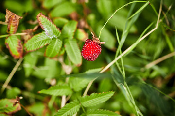 red fresh raspberry growing in a field
