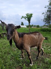 goat on the meadow