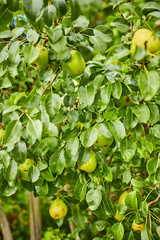 organic fresh apples hanging in apple tree