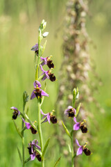 Hummelragwurz und Bocksriemenzunge