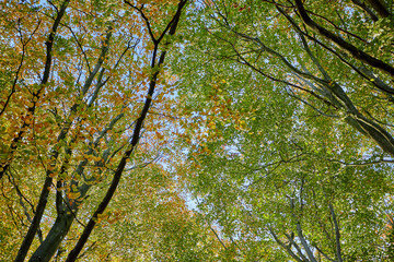large obstacle course in the trees in a forest
