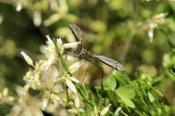 ガガンボ　春の畑で見かけた