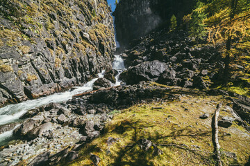 Mountain autumn landscape with vertical big waterfall and yellow larch trees. Large waterfall in narrow gorge and golden larches in autumn colors. High vertical falling water and conifer trees in fall