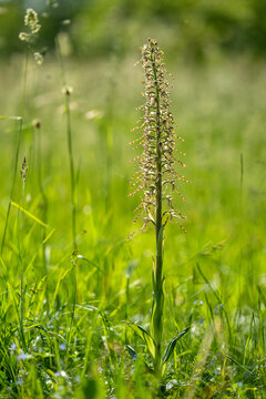 Gro&szlig;es Exemplar der Bocksriemenzunge (Himantoglossum hircinum)