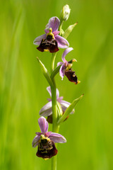 Hummelragwurz (Ophrys holoserica)v