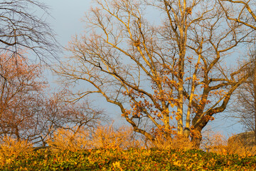 Autumn scene, Fort Tryon Park, Upper Manhattan alongside Hudson River, New York