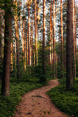 Ścieżka w lesie sosnowym podczas wieczoru z zachodzącym słońcem  