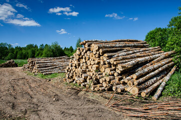 Stack of logs. The problem of deforestation on the planet. Deterioration of the environment. Woodworking industry.