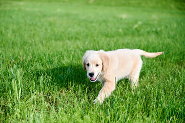 Dog puppy Golden Retriever on green garden