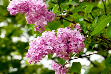 The name of these flowers is Lilac.
Scientific name is Syringa vulgaris.