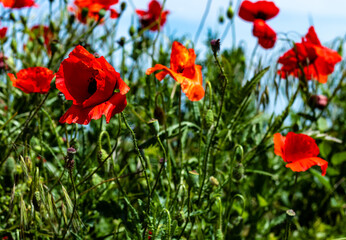 Red poppies contrasted with the green of the stem and leaves and the blue of the sky used as a background