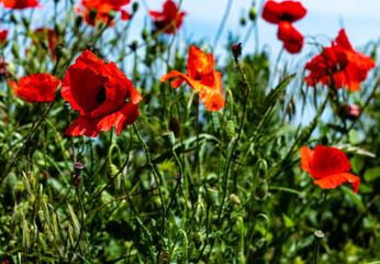 Fototapeta premium Red poppies contrasted with the green of the stem and leaves and the blue of the sky used as a background