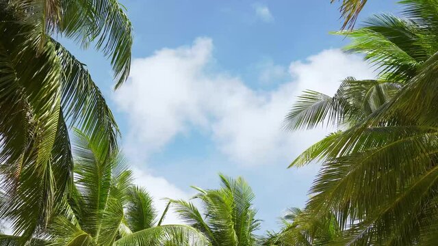 Coconut trees or Palm trees clear blue sky sunny day ,Photo frame and Copy space background. 