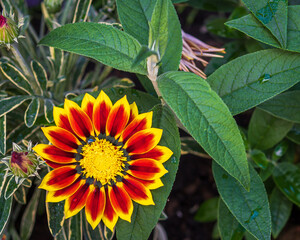 Gazania Mohawk 
