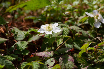 森の中で咲く清々しい野イチゴの花