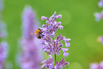 Ackerhummel auf blühender Katzenminze.