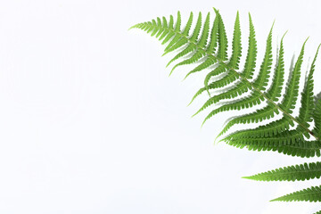 Tropical green fern leaf isolated on white background with hard shadow. Flat lay. Top view. Minimal summer concept with fern leaves. Copy space