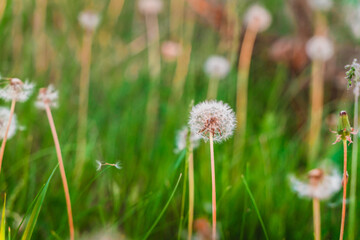 Natural green background with fluffy dandelions