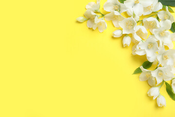 Beautiful jasmine flowers on yellow background, flat lay. Space for text