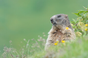 Fine art portrait of Alpine marmot among the flowers (Marmota marmota)