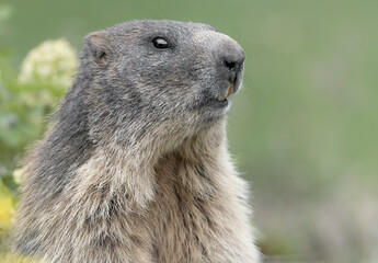 Naklejka na ściany i meble Extreme closeup for the Alpine marmot (Marmota marmota)