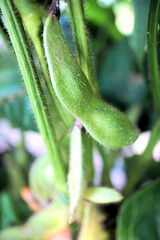 黒枝豆　まだ実が入ってなくペラペラです　9月