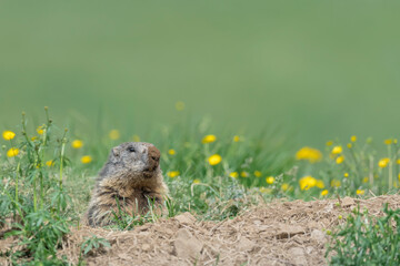 The digger of the Alps mountains, portrait of Marmot on burrow (Marmota marmota)