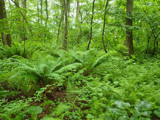 新緑に包まれた高原の森