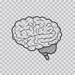 Human brain sketch isolated on transparent background. Hand drawn style. Vector illustration.