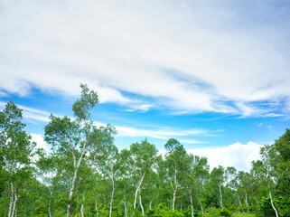 白樺と夏の空