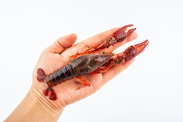 Hand holding a crayfish with shrimp thread removed