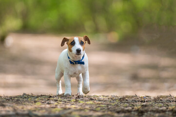 Obraz premium Lost dog jack russell terrier in the forest