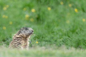Naklejka na ściany i meble Young marmot eating grass (Marmota marmota)