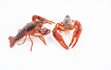 Fresh crayfish on white background