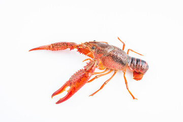 A fresh crayfish on white background