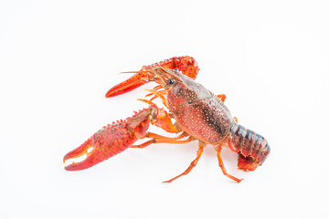 A fresh crayfish on white background