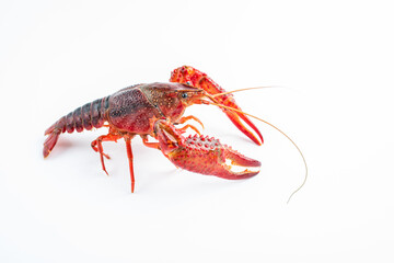 A fresh crayfish on white background