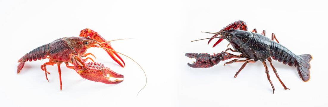 Two fresh crayfish on white background