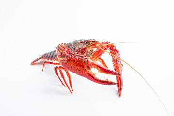 A fresh crayfish on white background